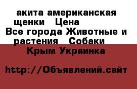 акита американская.щенки › Цена ­ 75 000 - Все города Животные и растения » Собаки   . Крым,Украинка